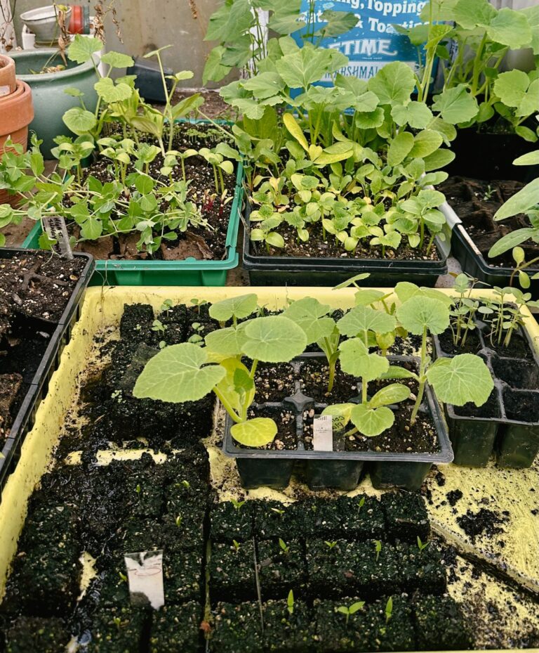Shown are seedlings in a greenhouse, personal sustainability can look like enjoying hobbies or supporting your community through gardening.