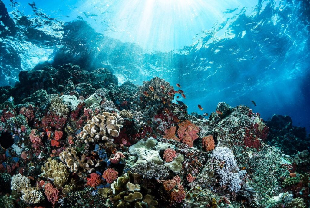 beautiful coral reefs underwater