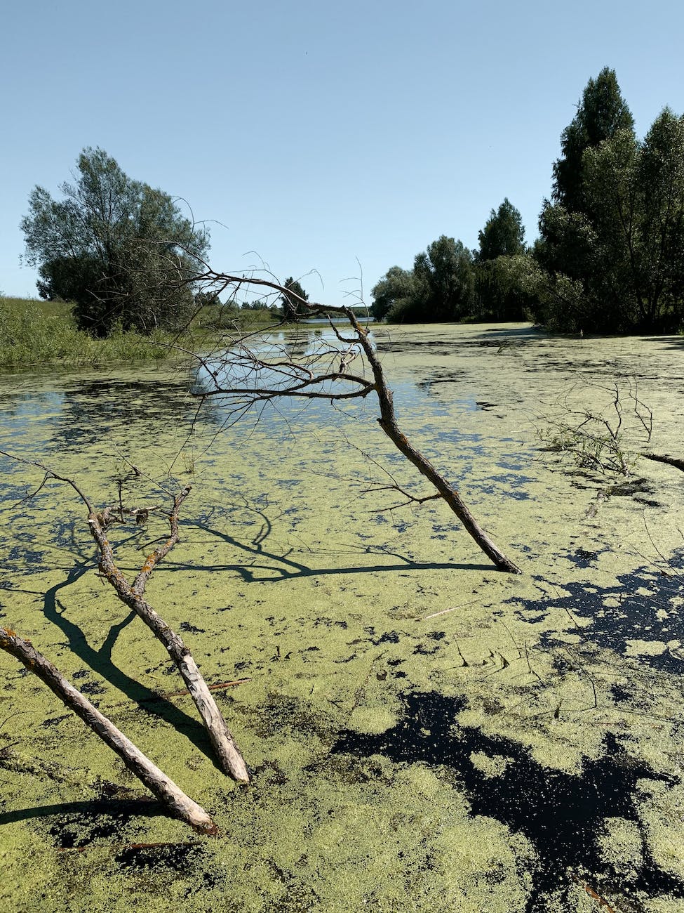 algae floating on water surface