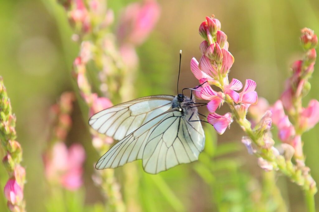 butterfly, beautiful flowers, insect-5227477.jpg