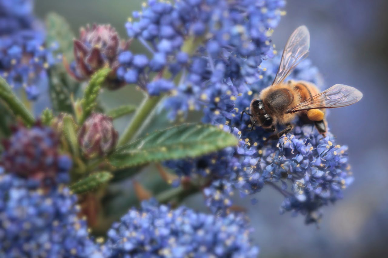 ceanothus concha, bee, pollen-4955734.jpg