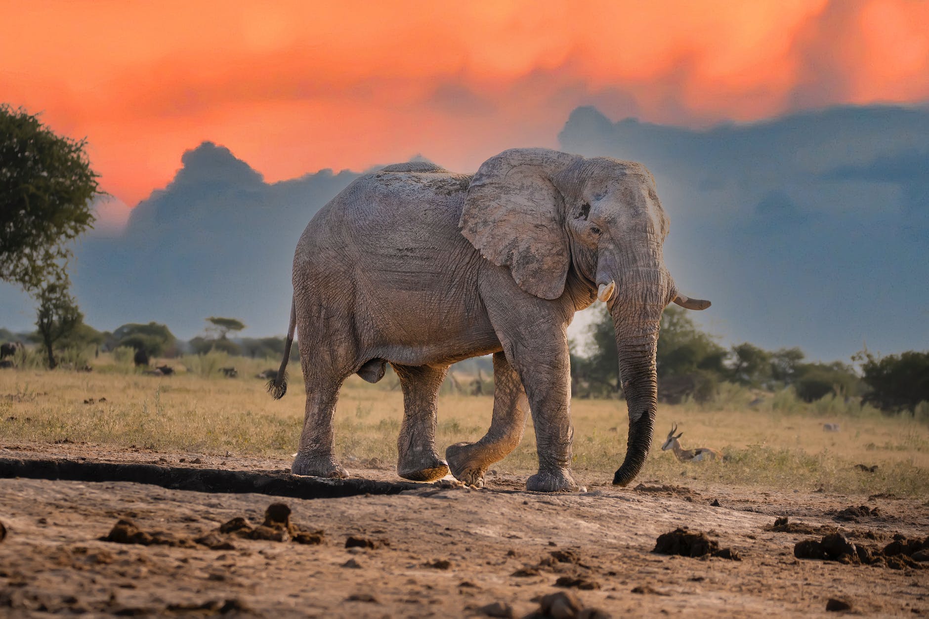 elephant at sunset