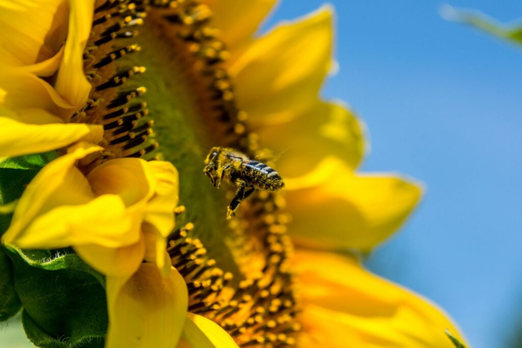 bee pollinating a sunflower, covered in pollen.