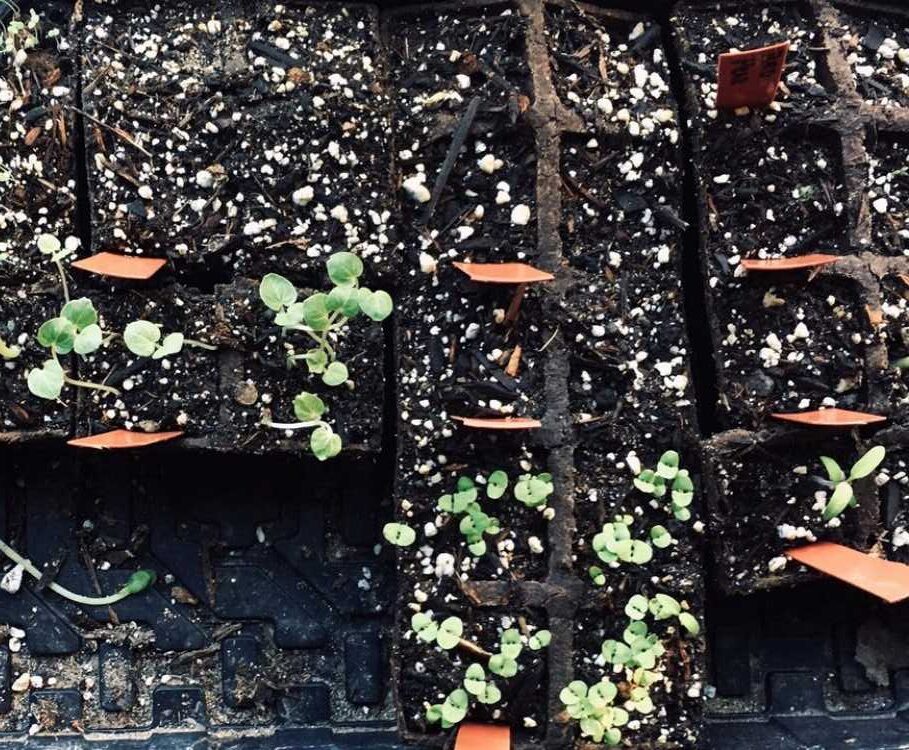 Tray of seedlings after starting seeds.